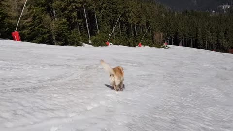 Golden Retriever Enjoys Running Around and Sliding Downhill in Scenic Snow-Covered Terrain