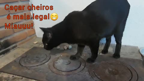 Tentar fazer um gatinho curioso se interressar por uma única coisa é impossível 🤣🤣🤣🤣
