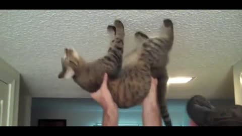 The spider cat