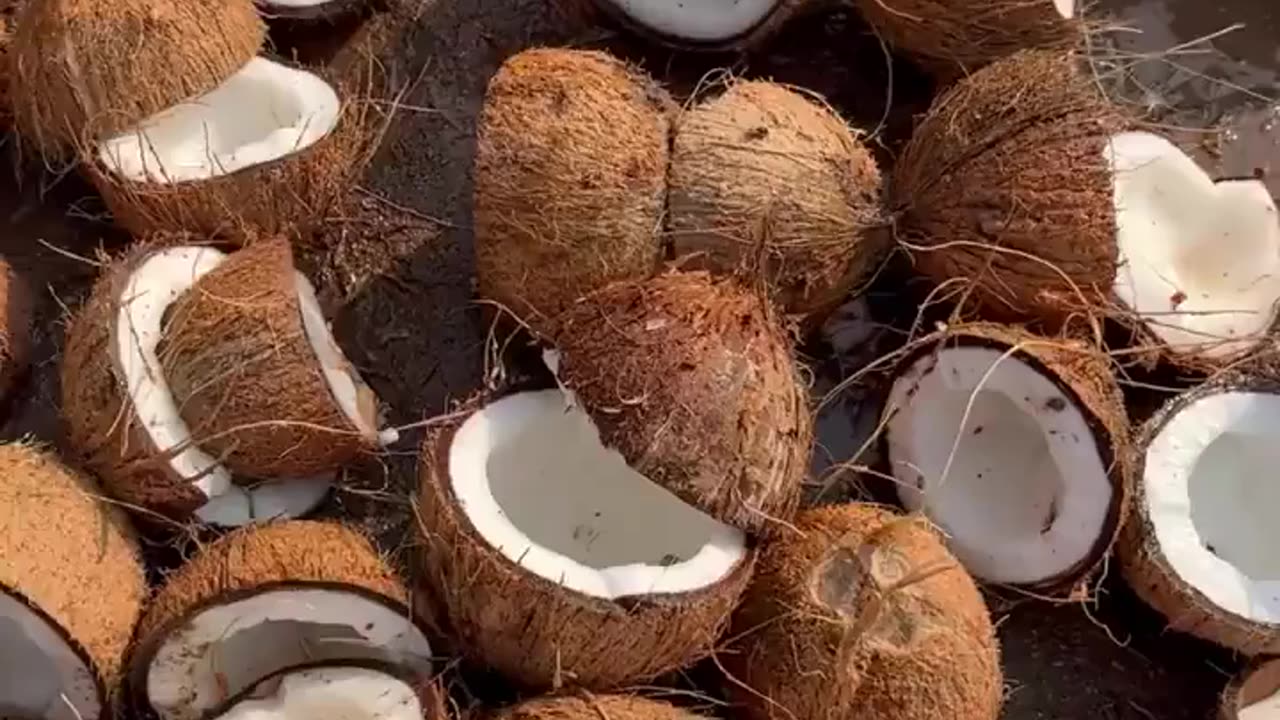 Coconut OIL making