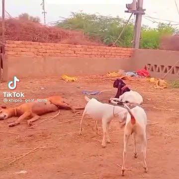 Tow goat's fight dog with angry 😡