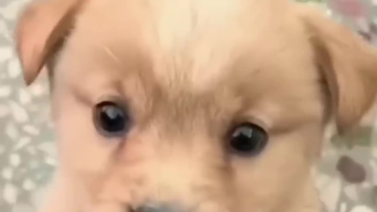 cute dog baby