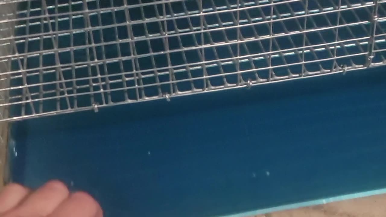 Frugal waste pans for quail cages