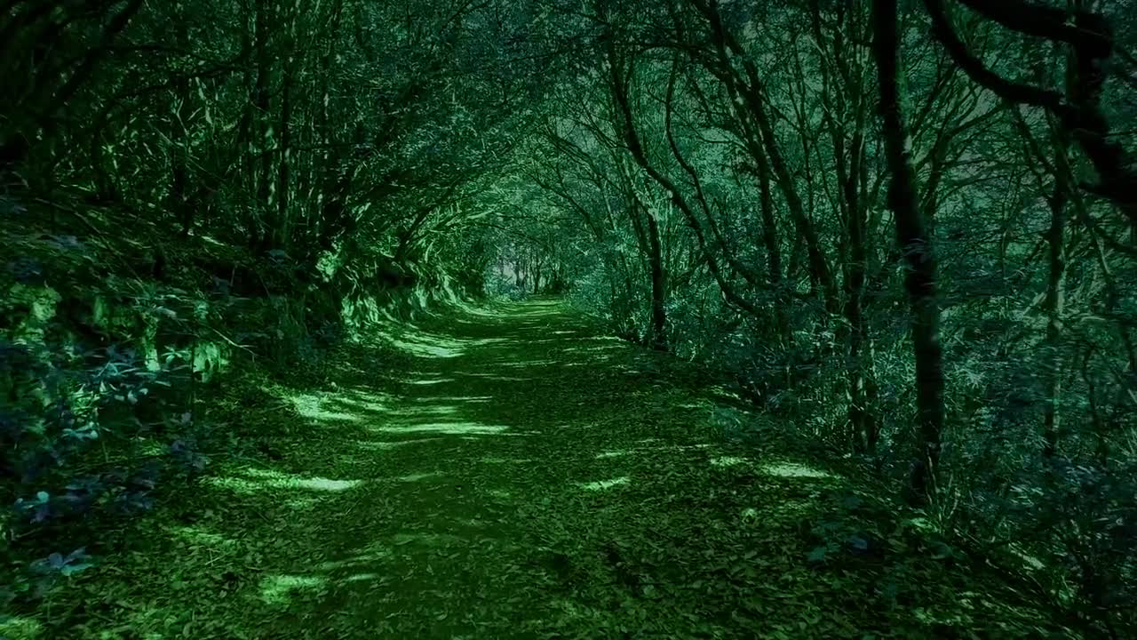 Floresta Caminho Trilha Magia Sonhe Relaxar