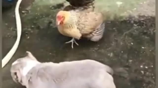 The battle between hen and dog. Dog scared ? 😂🤣