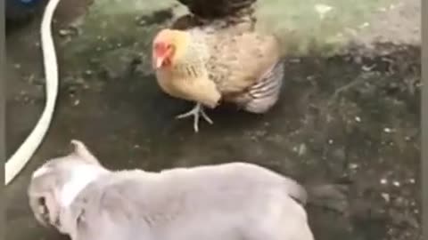The battle between hen and dog. Dog scared ? 😂🤣