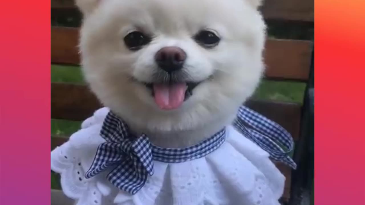 New cute Baby Animals cat and Funny dog 🐕😍