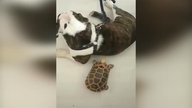 Funny Pets compilation | Animais engraçados compilação