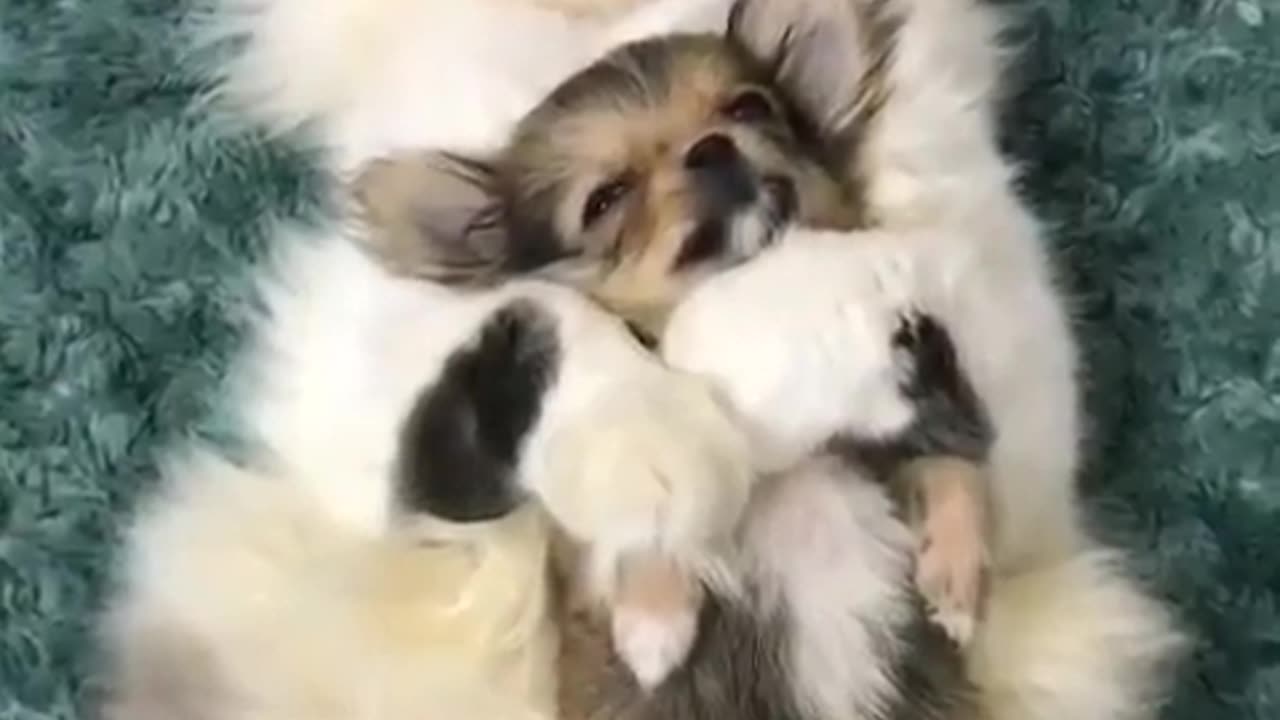 Funny animal videos|Cute animal videos |Funny dog&cat videos|Hilarious pet videos|Funny video