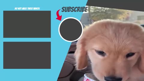 Funniest & Cutest Golden Retriever Puppies #27 - Funny Puppy Videos 2019