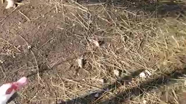 Ark of Grace Sanctuary: Maisy the Duck & Noble the Pig Saga Part 1