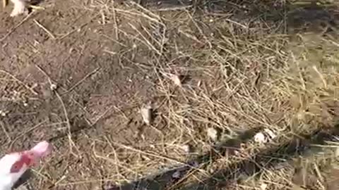 Ark of Grace Sanctuary: Maisy the Duck & Noble the Pig Saga Part 1