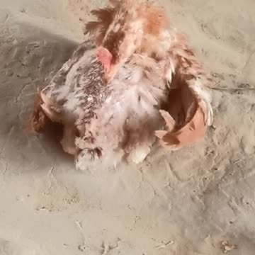 chicken cleaning wing
