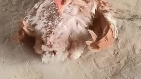 chicken cleaning wing