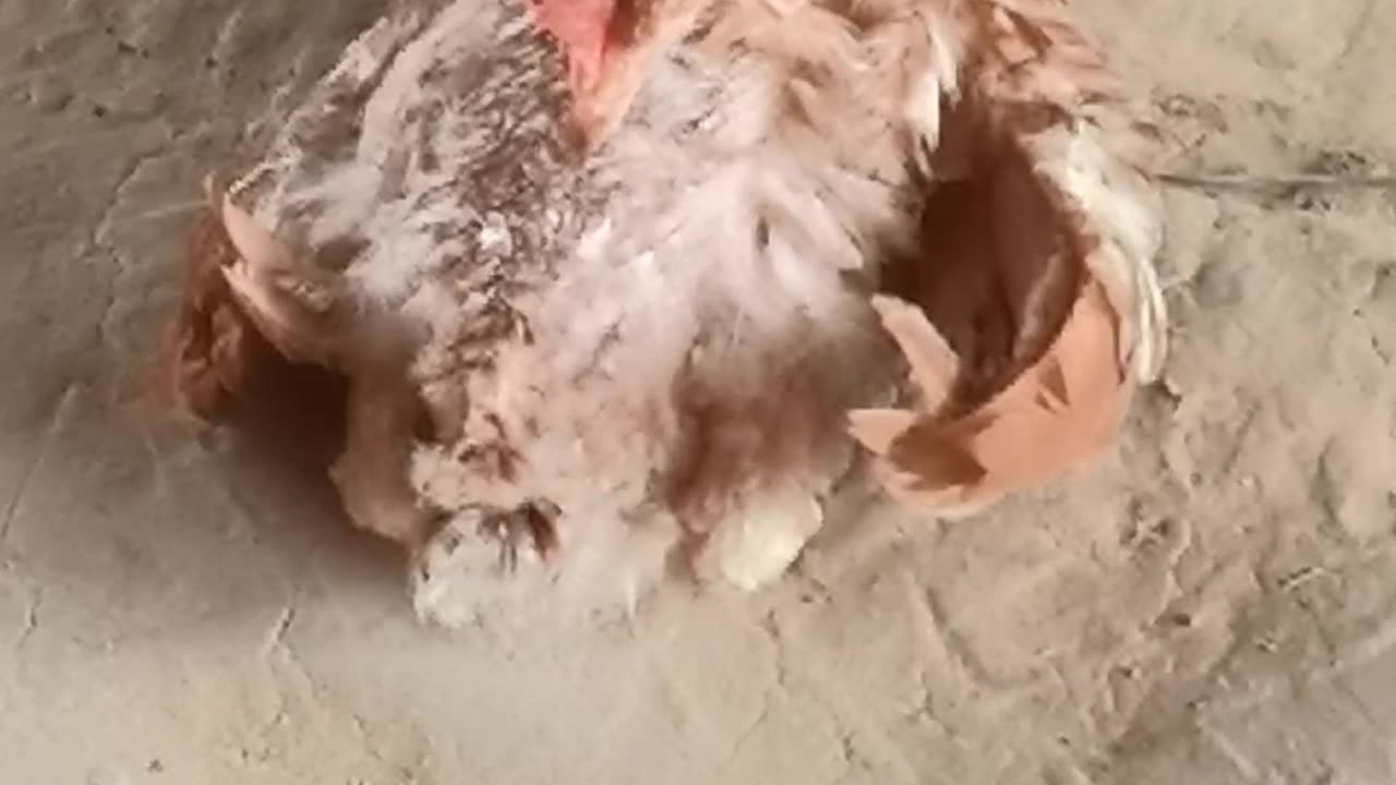 chicken cleaning wing