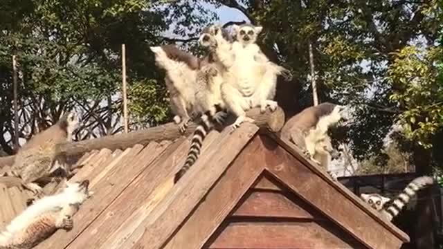 Ring-tailed lemur