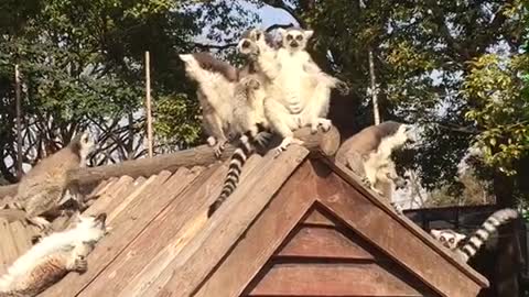 Ring-tailed lemur