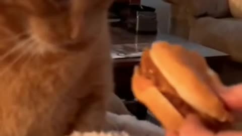 Cats smelling food