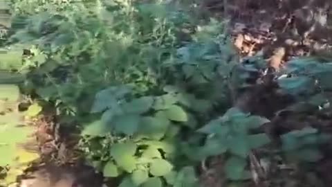An AFU group is blown up by a mine during the evacuation of a wounded man in a forest belt