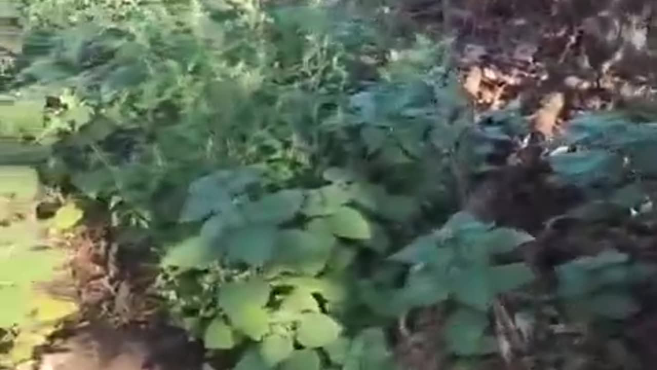 An AFU group is blown up by a mine during the evacuation of a wounded man in a forest belt