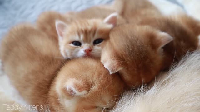 Kitten Arnold steals food while the other kittens are meowing in hunger.