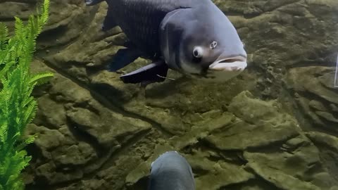 Giant Pirarucu Arapaima endangered fish