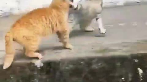 Funny cat fight