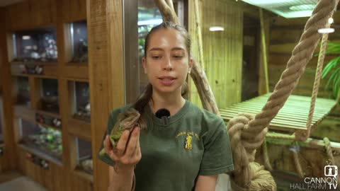 Jade our water dragon - Cannon Hall Farm (Barnsley)