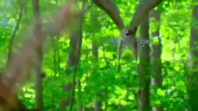 Mr. Squirrel's jungle adventures
