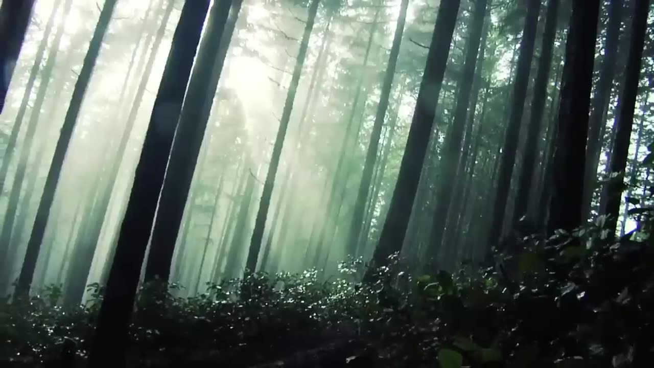 Freeride Forest