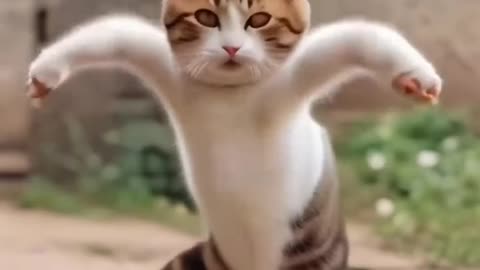 cat dance funny video