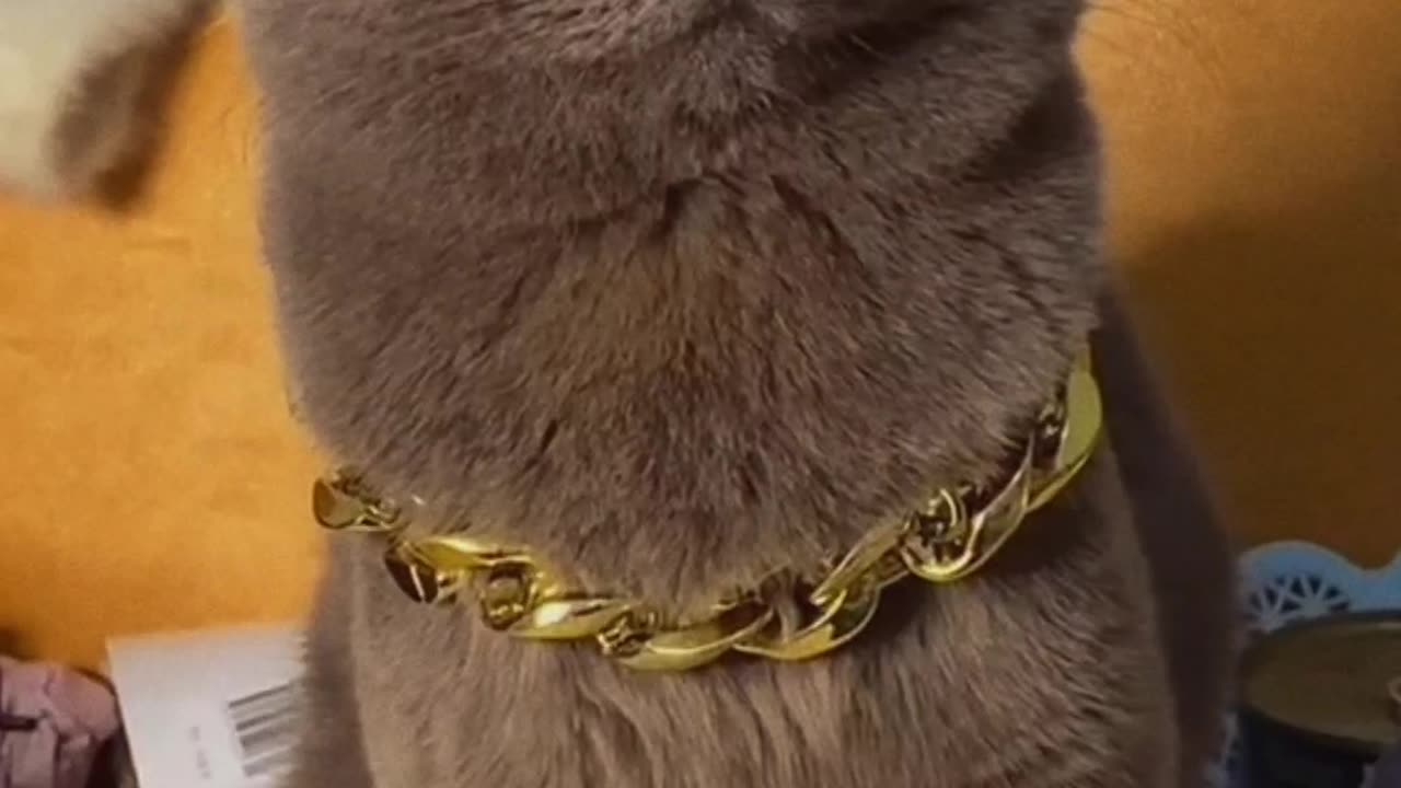 Cat's style