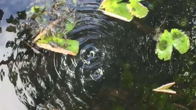 slo-mo water drops