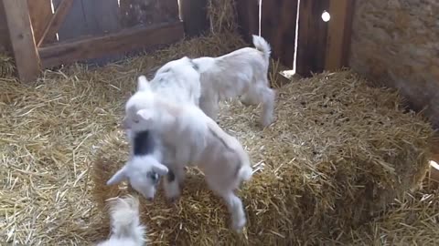 CUTE BABY GOATS _ Funny Newborn Goats