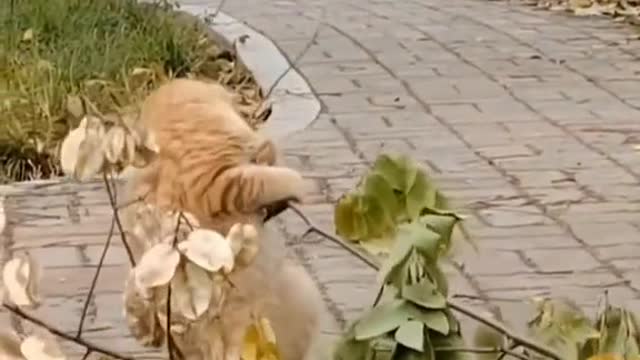 Cats bad luck moments