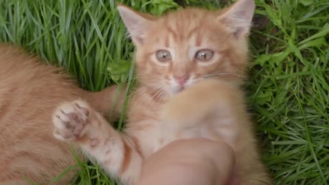 Little cat drinking milk by the hand of his owner