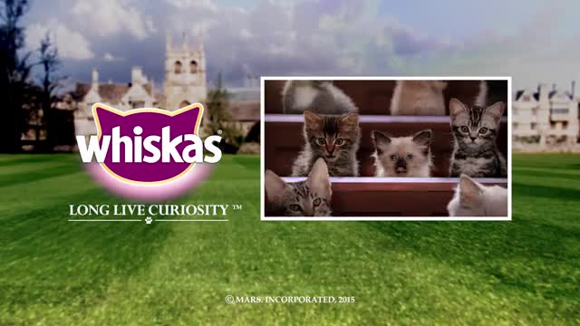 The Best Kitten Breeds For Families _ Kitten Kollege_4