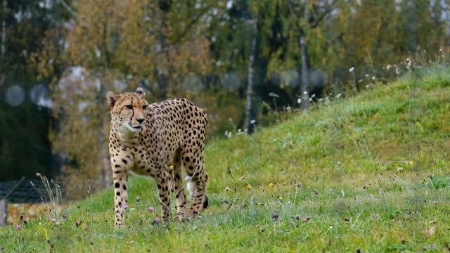 cheetah wild animal