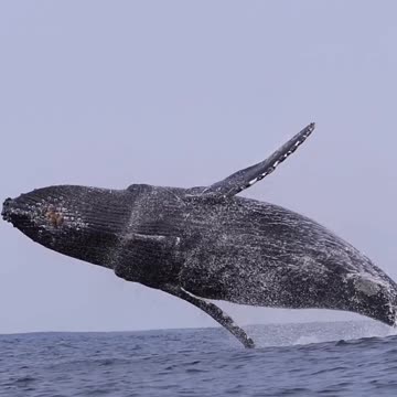 Whale AMAZING Jump 😱 | HQ