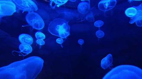 DEEP OCEAN - Drifting Jellyfish with Ambient and Calming Music for Relaxation-20