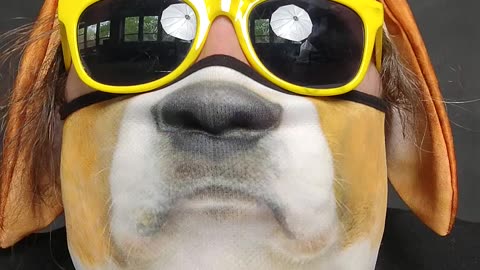 DMZ Dog has a big corporate announcement!