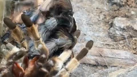 Tarantula molting it’s exoskeleton amazing