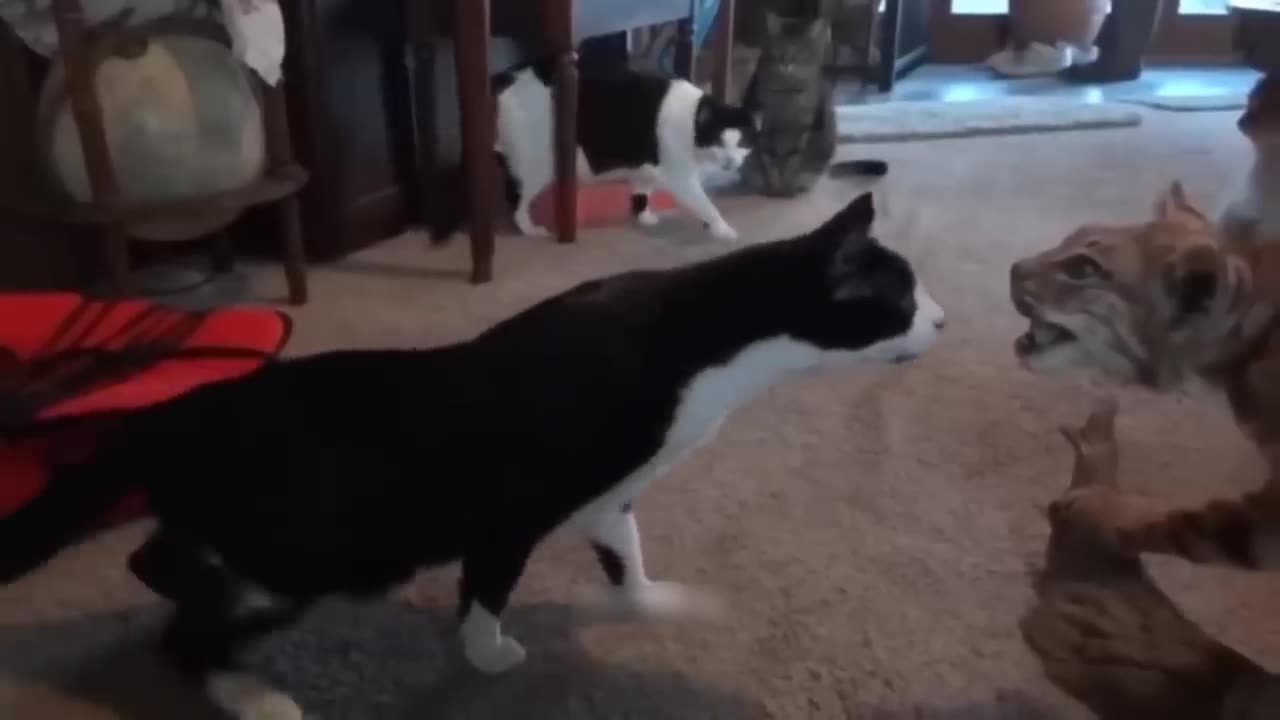 Funniest Cats And Dogs Video πΊπ