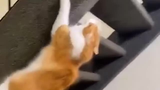 Cat funny video🐱🐱😂😂cat playing videos