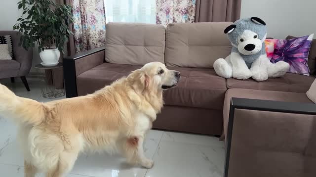 Funny Reaction of a Golden Retriever to a Husky Soft Toy