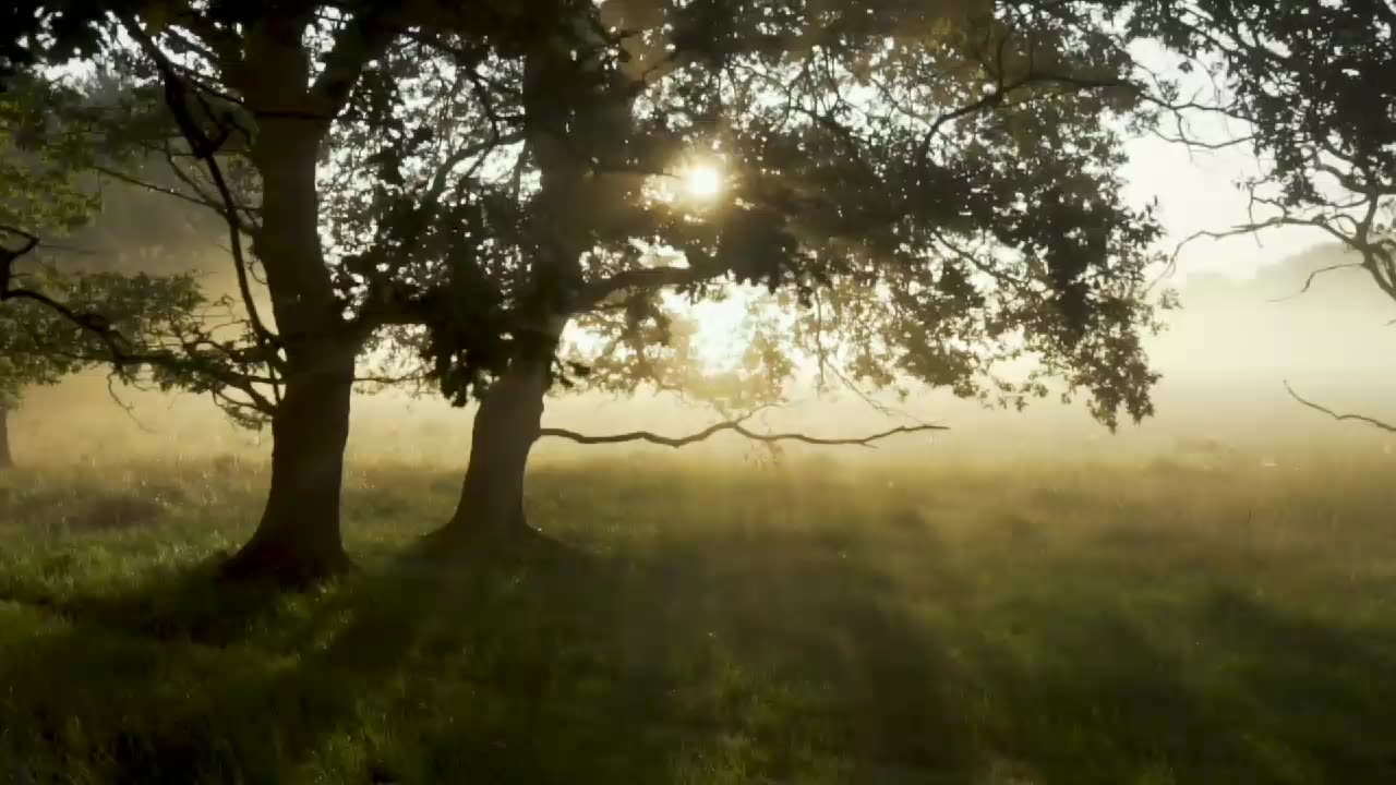 “Trees give peace to the souls of men.”