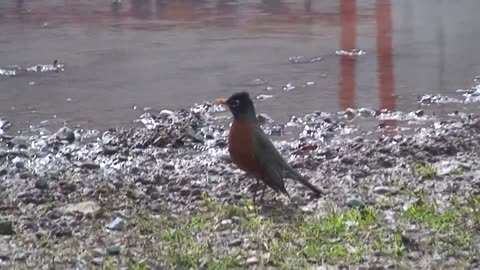 Robin in back yard