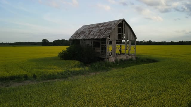 Barn In A Canola Field Drone Flight