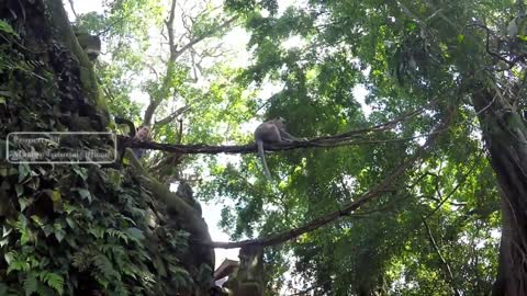 CUTE MONKEY IN UBUD BALI INDONESIA.