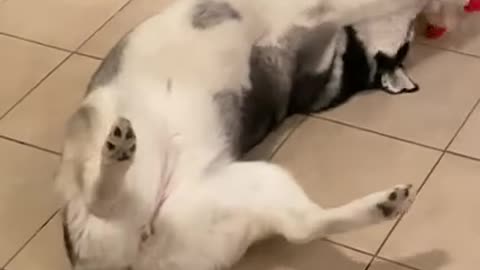 HUSKY CAUGHT GOING CRAZY ON CAMERA!